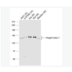 Anti-Integrin beta 1 antibody -整合素β1（CD29）抗体,Integrin beta 1