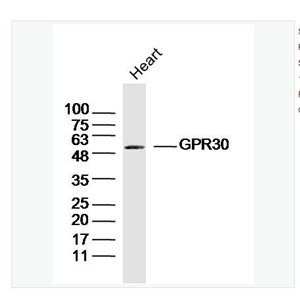 Anti-GPR30 antibody -G蛋白偶联受体30抗体