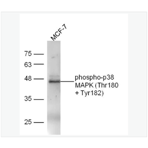 Antiphosphop38MAPK-磷酸化丝裂原活化蛋白激酶p38抗体