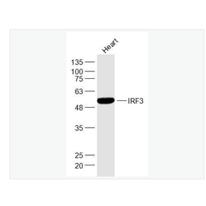 Anti-IRF3 antibody-干扰素调节因子3