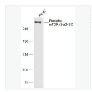 Anti-Phospho-mTOR-磷酸化雷帕霉素靶蛋白抗体