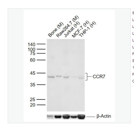 Anti-CCR7 antibody-细胞表面趋化因子受体7抗体,CCR7