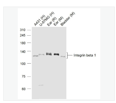 Anti-Integrin beta 1 antibody-整合素β1（CD29）抗体,Integrin beta 1