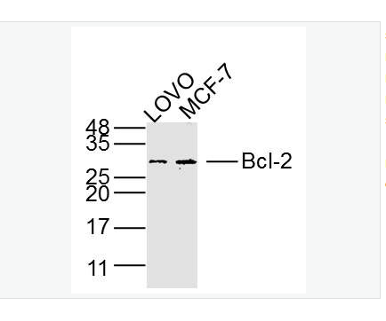 Anti-Bcl-2 antibody -Bcl-2單克隆抗體,Bcl-2