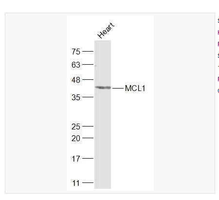 Anti-MCL1 antibody -髓样细胞白血病-1抗体,MCL1