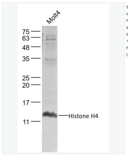 Anti-Histone H4 antibody -组蛋白H4抗体,Histone H4