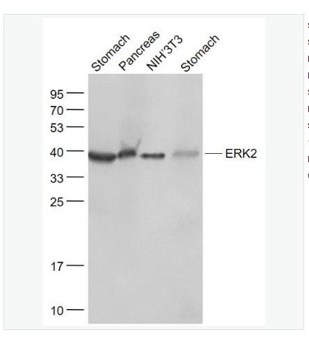 Anti-ERK2 antibody -絲裂原活化蛋白激酶2重組兔單克隆抗體,ERK2