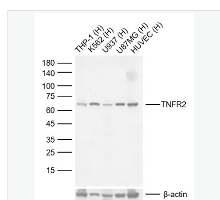 Anti-TNFR2 antibody -腫瘤壞死因子受體2重組兔單克隆抗體,TNFR2