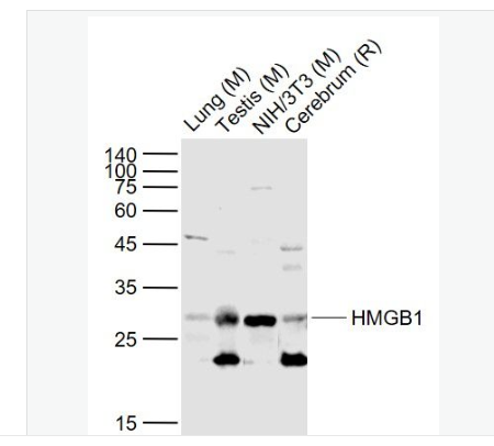 Anti-HMGB1 antibody-高迁移率族蛋白B1抗体,HMGB1