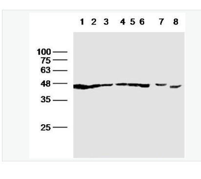 Anti-F-Actin antibody-纤维状肌动蛋白抗体,F-Actin