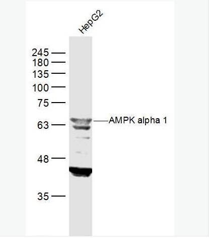 Anti-AMPK alpha 1 antibody-腺苷单磷酸活化蛋白激酶α1抗体,AMPK alpha 1
