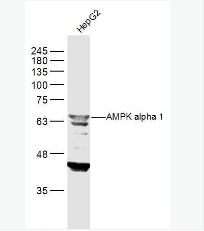 Anti-AMPK alpha 1 antibody-腺苷單磷酸活化蛋白激酶α1抗體,AMPK alpha 1