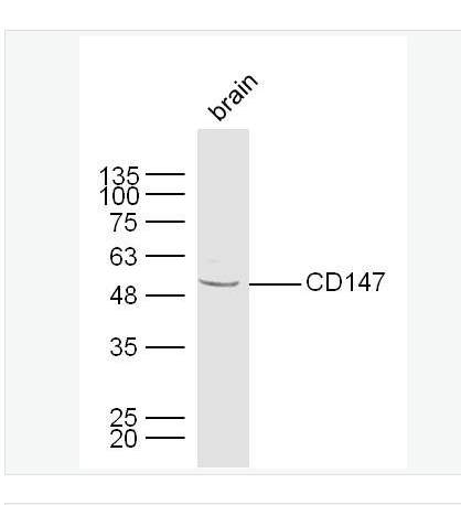 Anti-CD147 antibody-细胞外基质金属蛋白酶诱导因子抗体,CD147