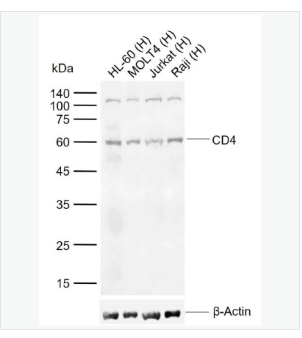Anti-CD4 antibody-CD4抗体,CD4
