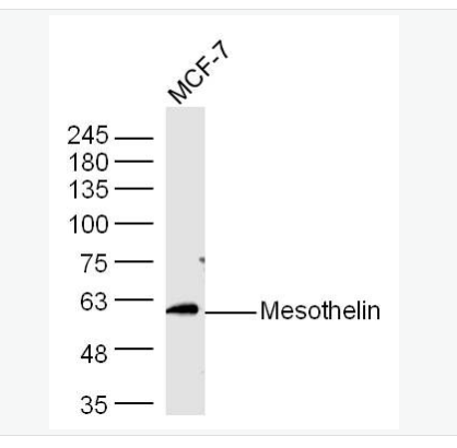 Anti-Mesothelin antibody-间皮素抗体,Mesothelin