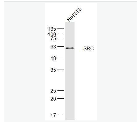 Anti-SRC antibody-src原癌基因抗体,SRC