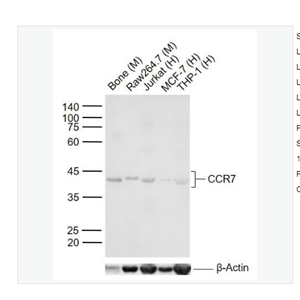 Anti-CCR7 antibody-细胞表面趋化因子受体7抗体,CCR7