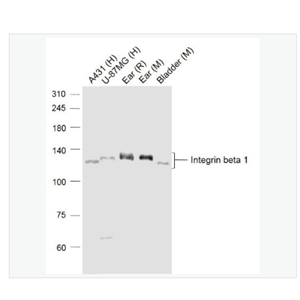 Anti-Integrin beta 1 antibody-整合素β1（CD29）抗体,Integrin beta 1