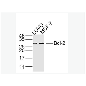 Anti-Bcl-2 antibody -Bcl-2单克隆抗体