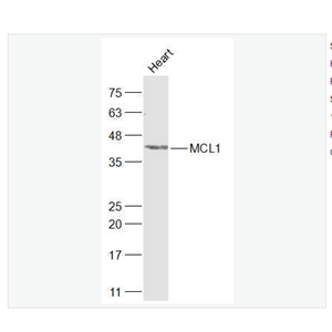 Anti-MCL1 antibody -髓样细胞白血病-1抗体,MCL1