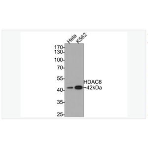 Anti-HDAC8 antibody -组蛋白去乙酰化酶8重组兔单克隆抗体