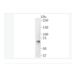 Anti-NRF1 antibody-核呼吸因子-1重组兔单克隆抗体