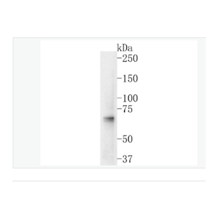 Anti-NRF1 antibody-核呼吸因子-1重組兔單克隆抗體