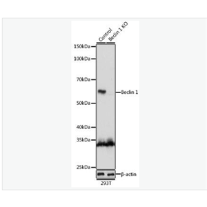 Anti-Beclin 1  antibody-自噬效应蛋白Beclin 1抗体,Beclin 1