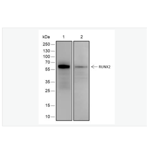 Anti-RUNX2 antibody-核心结合因子α1重组兔单克隆抗体