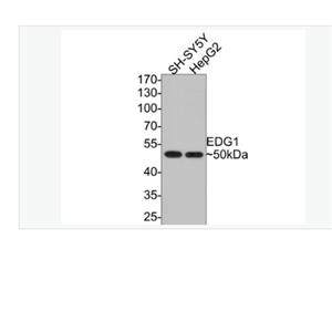Anti-EDG1 antibody-内皮细胞分化鞘脂G蛋白偶联受体1重组兔单克隆抗体,EDG1