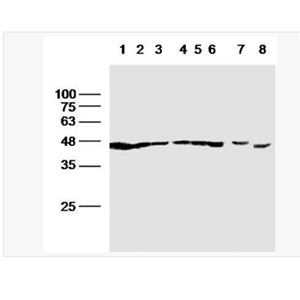 Anti-F-Actin antibody-纤维状肌动蛋白抗体