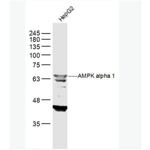 Anti-AMPK alpha 1 antibody-腺苷单磷酸活化蛋白激酶α1抗体