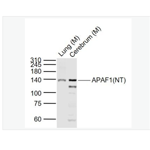 Anti-APAF1(NT) antibody-凋亡蛋白活性因子-1抗体（N端）