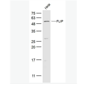 Anti-FLIP antibody-FLIP抗體