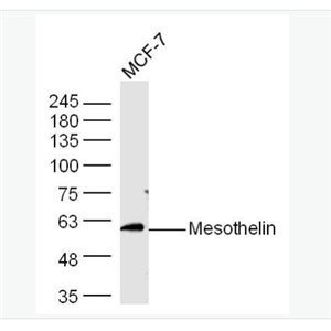 Anti-Mesothelin antibody-间皮素抗体