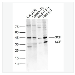 Anti-SCF antibody-干细胞生长因子抗体
