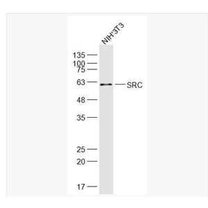 Anti-SRC antibody-src原癌基因抗体