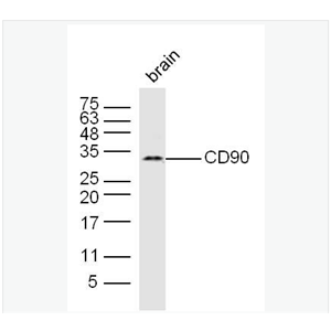 Anti-CD90/Thy-1 antibody-CD90抗体