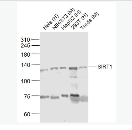 Anti-SIRT1 antibody-沉默調(diào)節(jié)蛋白1抗體,SIRT1