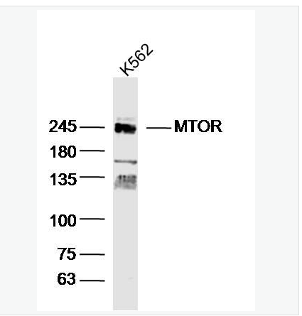 Anti-MTOR antibody-雷帕霉素靶蛋白抗体,MTOR