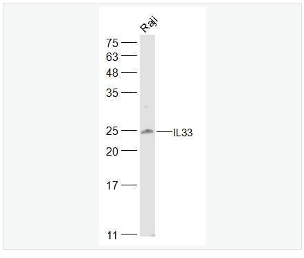 Anti-IL33 antibody -白介素33抗体,IL33