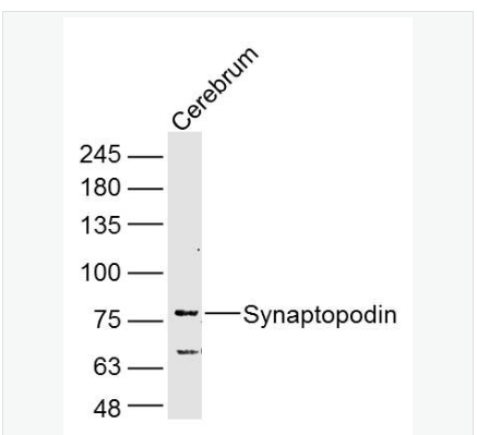 Anti-Synaptopodin antibody-突觸足蛋白抗體,Synaptopodin