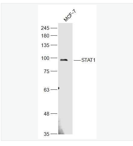 Anti-STAT1 antibody-信号转导与转录激活因子1抗体,STAT1
