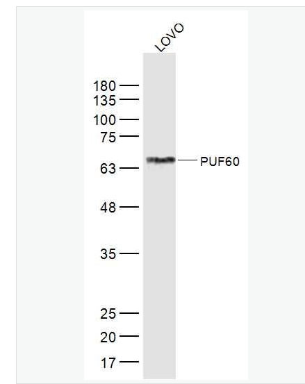 Anti-PUF60 antibody-SIAH結(jié)合蛋白1抗體,PUF60