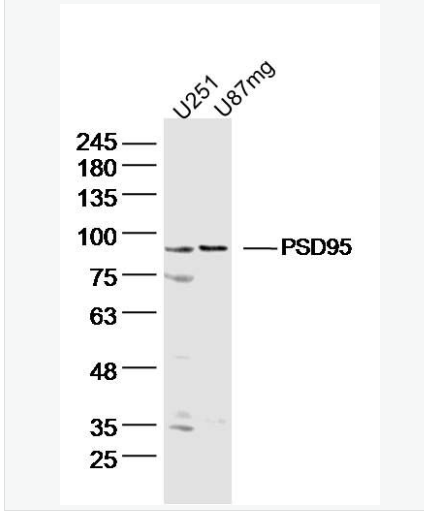 Anti-PSD95 antibody-突觸后密度蛋白95抗體,PSD95