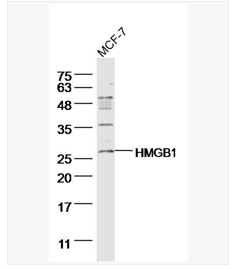 Anti-HMGB1 antibody - 高迁移率族蛋白B1抗体,HMGB1