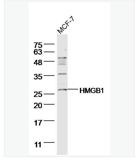 Anti-HMGB1 antibody - 高遷移率族蛋白B1抗體,HMGB1