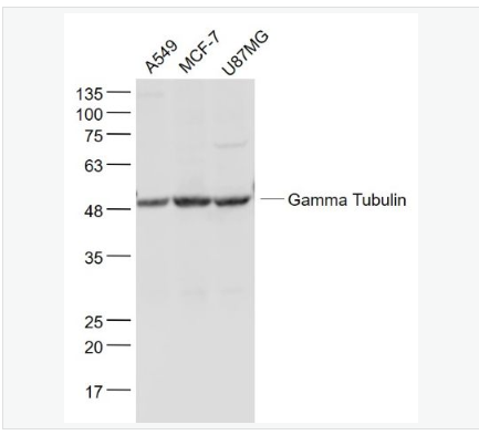 Anti-Gamma Tubulin antibody-微管蛋白γ單克隆抗體,Gamma Tubulin