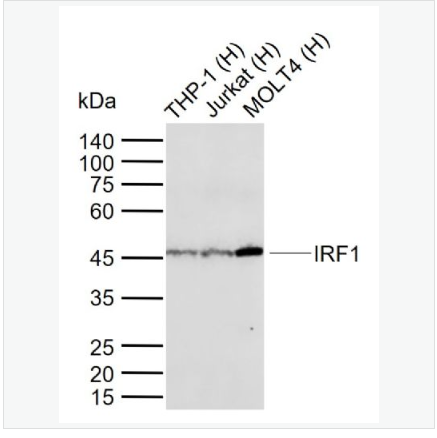 Anti-IRF1 antibody-干扰素调节因子1重组兔单克隆抗体,IRF1