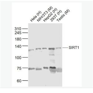 Anti-SIRT1 antibody-沉默调节蛋白1抗体